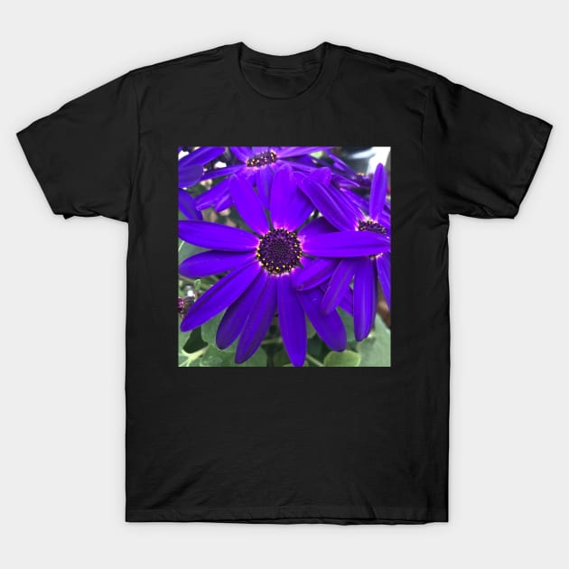 Radiant Purple Daisy Power T-Shirt by Photomersion